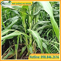 Hạt giống cỏ Voi Lai - gói 200g - Dùng trong chăn nuôi trâu, bò, cá, thỏ...