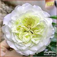 Hoa hồng ngoại Antique Romantica- chậu to cây trưởng thành