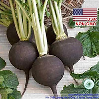 200.HẠT Hạt Giống Củ Cải Đen Black Spanish Cay Cay (A1.304| C30*W64)