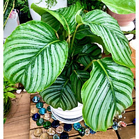 Chậu sứ cây Đuôi Công Táo xanh tặng kèm đá trang trí