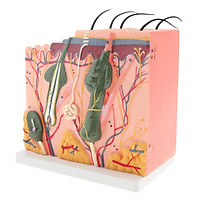 50 Times of Normal Human Anatomical Skin Tissue Anatomy Medical Model
