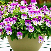 gói 100 hạt giống pansy, cánh bướm, păng xê, phăng xê mix màu