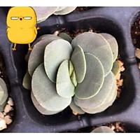 sen đá xanh xoè Crassula Coralita