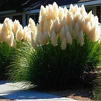 200 Seeds/Pack Pampas Grass Seeds Multi Color Seeds for Greening Engineering