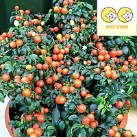 Hạt giống Ớt Trái Tròn 0.2gr, ớt kiểng trái tròn, ớt cảnh quả tròn