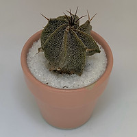 Xương Rồng Astro Râu Dê - 7x7x15 Cm - Cây Mini Để Bàn & Chậu Gốm Sứ Bát Tràng Trồng Cây Sen Đá, Xương Rồng, Tiểu cảnh Terrarium - Dáng Trôn Ốc