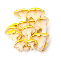 PHÔI NẤM HOÀNG KIM