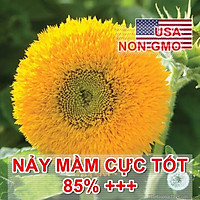 30h Hạt Giống Hoa Hướng Dương Lùn Kép 30cm (C1.301| B2*V35)