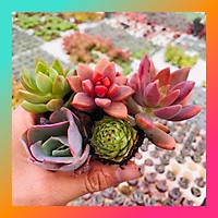 COMBO RANDOM 5 LOẠI SEN ĐÁ MINI KHOẺ ĐẸP LỖI 1 ĐỔI 1