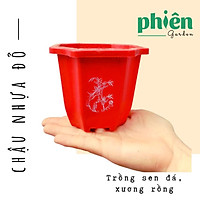 Chậu Nhựa Vuông Đỏ đường kính 12cm trồng sen đá, xương rồng, hoa văn đẹp
