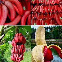 Cây chuối đỏ Dacca nuôi cấy mô