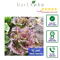Hạt giống xà lách Red Denver bọc men nhập Mỹ - 100 hạt
