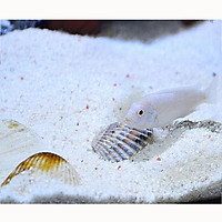 1KG Cát thạch anh lọc nước bể cá, nước sinh hoạt, trải nền, làm thác cát, trang trí bể cá,