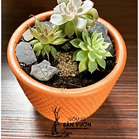 Chậu gốm đất nung terracotta Vân Gạch trồng sen đá, xương rồng size 8cm (1 cái)