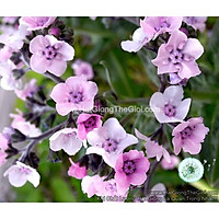 100h Hạt Giống Hoa Lưu Ly Forget Me Not Hồng (C1.202| B9*V15)