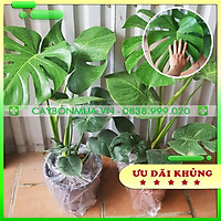 Cây Trầu bà Nam Mỹ - Giống Thailand. Cây cảnh nội thất cao 80cm -1m - cây Monstera - cây Trầu bà lá xẻ