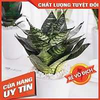 Cây lưỡi hổ đen Robusta - Tặng sỏi trang trí - Cây Phong Thủy