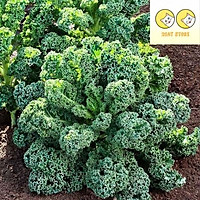400 hạt giống Kale Mỹ xoăn xanh