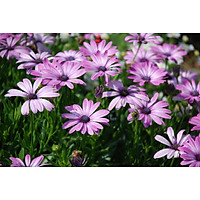 Tranh in màu decor trang trí Hoa Cúc8 _ African Daisy