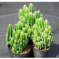 XƯƠNG RỒNG THANH SƠN 8- 10CM GIỐNG HÌNH