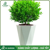 Chậu lúa mạch tự tưới Mi Garden, chậu có 2 lớp tự tưới, chậu cây tự dưỡng giúp bạn trồng cây dễ dàng trong gia đình hoặc văn phòng.