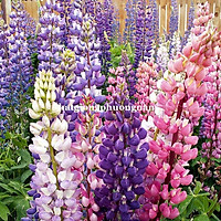 20H - HẠT GIỐNG HOA ĐẬU LUPIN NHIỀU MÀU