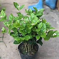 Cây hoa nhài - hoa lài cao 400 cm (ảnh thật số) hoa nở quanh năm