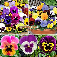 HOA BƯỚM PANSY ( ĐỦ MÀU ) - Loài hoa đẹp, đa sắc màu .