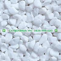 Sỏi trắng trang trí cây cảnh - Lót bể cá viên 2-3cm