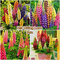 HẠT GIỐNG HOA LUPIN ( HOA ĐUÔI CHIM ) - Loài Hoa Đẹp Sang Chảnh, Quý Hiếm.