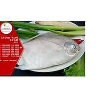 CÁ CHIM TRẮNG