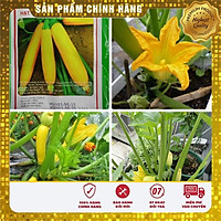 Hạt giống bí ngồi vàng, bí ngòi vàng gói 10 hạt hat giong bi ngoi vang