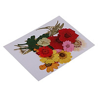 1 Set Natural Pressed Flowers Rose / Daisy / Larkspur / Myosotis Dried Pressed Flowers DIY Phone Case Decoration