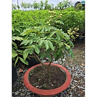 Cây nhãn Lồng ng siêu trái , cây đẹp, giống chuẩn