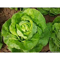 Hạt Giống Xà Lách Búp (Xà Lách Đăm) Chịu Nhiệt