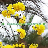 Cây Phong Linh giống, cao 30-35cm, cây khỏe mạnh, hướng dẫn chăm sóc đến khi cây có hoa.