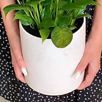 Chậu cây trúc nhật