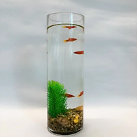 Bể cá thủy tinh mini để bàn dáng cao đầy đủ phụ kiện - 30cm