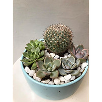 Sen đá mix xương rồng bánh sinh nhật