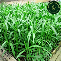 Deal Sốc - Hạt giống rau, củ, quả dễ trồng, chịu nhiệt tốt. Shop: Nét Xanh Thành Phố