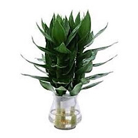 Chậu cây phát lộc ( phát tài búp sen) thuỷ canh ( bình thuỷ tinh)