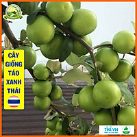 Cây táo xanh giống Thái (cây con F1) trái to tròn mọng nước dễ trồng thu hoạch sau 1 năm - QD20