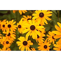 Tranh in màu decor trang trí Hoa Cúc21 _ African Daisy