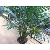 Cây CAU PHÚ QUÝ, cây phong thủy mang may mắn tài lộc, thanh lọc không trí, trang trí nhà cửa, size trung