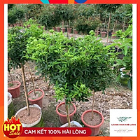 Cây tree trứng xanh hoặc đỏ bịch vải - dễ chăm sóc, hoa quanh năm.