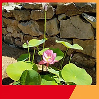 Hạt Giống Sen Nhật Mini Siêu Đẹp - Nảy Mầm Cực Chuẩn ( Đã Cắt Sẵn Đầu Hạt )