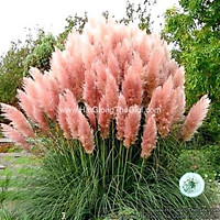 10h Hạt Giống Cỏ Bông Lau Mỹ Hồng (| B19*X57)