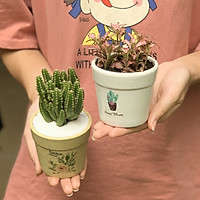 Bộ 2 Cây Mini - 9x9x15 Cm - Chậu Dáng Trôn Ốc - Gốm Sứ Bát Tràng - Cây Cẩm Nhung, Xương Rồng Thanh Sơn & Chậu Trồng Cây Gốm Sứ