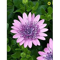 Tranh in màu decor trang trí Hoa Cúc2 _ African Daisy