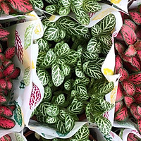 Cây cẩm nhung xanh-đỏ-cây lá may mắn